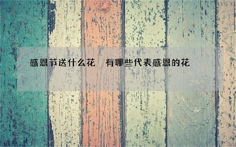 感恩节送什么花 有哪些代表感恩的花